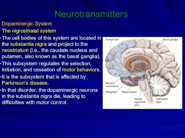 Neurotransmitters Dopaminergic System The nigrostriatal system The cell bodies of