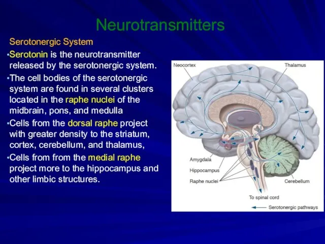 Neurotransmitters Serotonergic System Serotonin is the neurotransmitter released by the