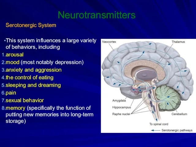 Neurotransmitters Serotonergic System This system influences a large variety of