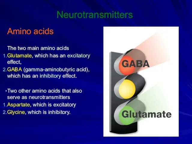 Neurotransmitters Amino acids The two main amino acids Glutamate, which