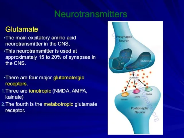 Neurotransmitters Glutamate The main excitatory amino acid neurotransmitter in the