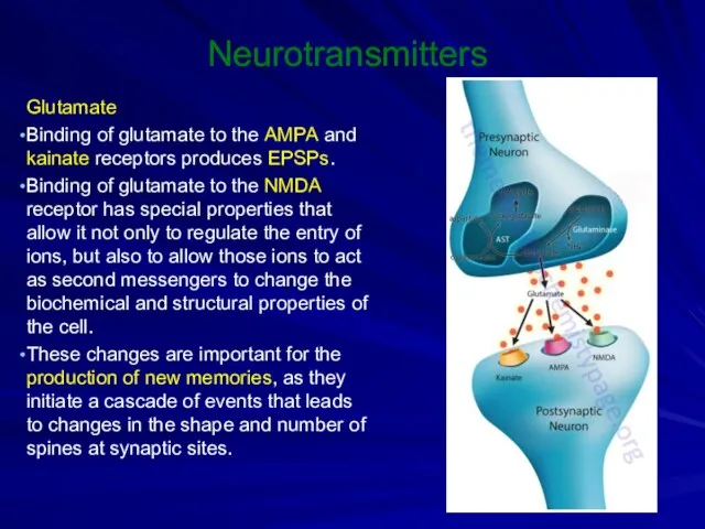 Neurotransmitters Glutamate Binding of glutamate to the AMPA and kainate