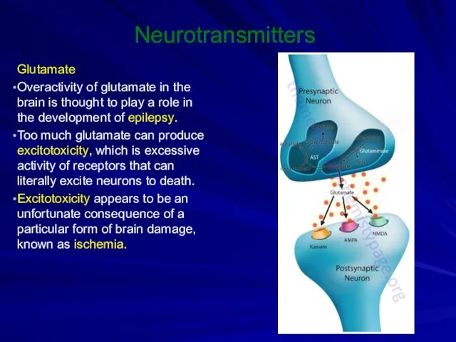 Neurotransmitters Glutamate Overactivity of glutamate in the brain is thought