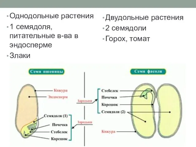 Однодольные растения 1 семядоля, питательные в-ва в эндосперме Злаки Двудольные растения 2 семядоли Горох, томат