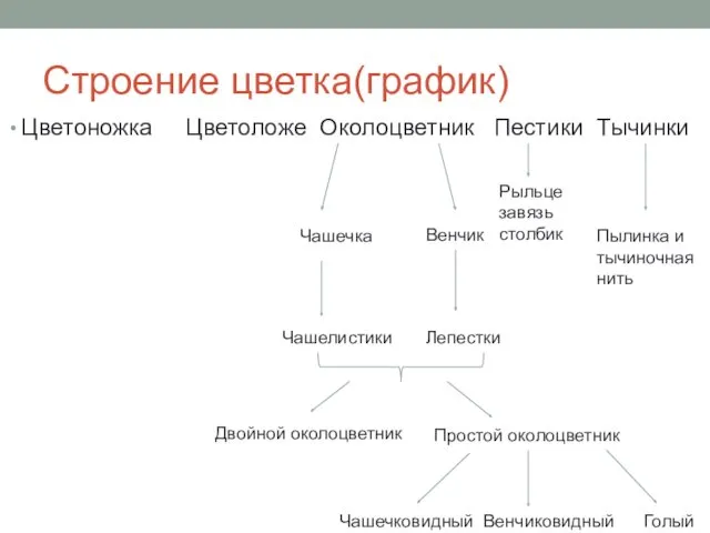 Строение цветка(график) Цветоножка Цветоложе Околоцветник Пестики Тычинки Чашечка Венчик Чашелистики