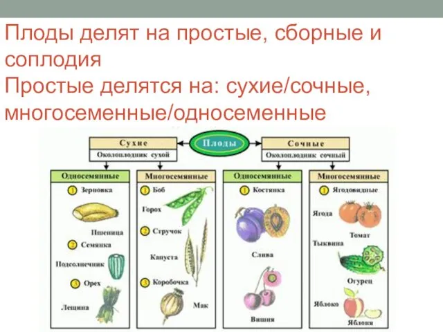 Плоды делят на простые, сборные и соплодия Простые делятся на: сухие/сочные, многосеменные/односеменные