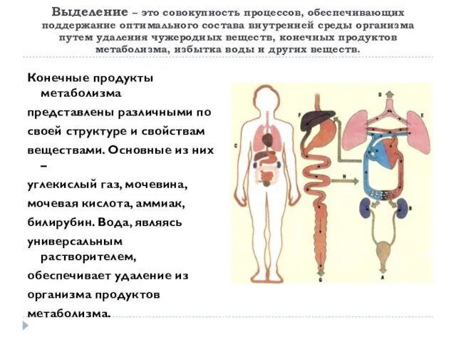 Выделение – это совокупность процессов, обеспечивающих поддержание оптимального состава внутренней