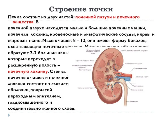 Строение почки Почка состоит из двух частей: почечной пазухи и