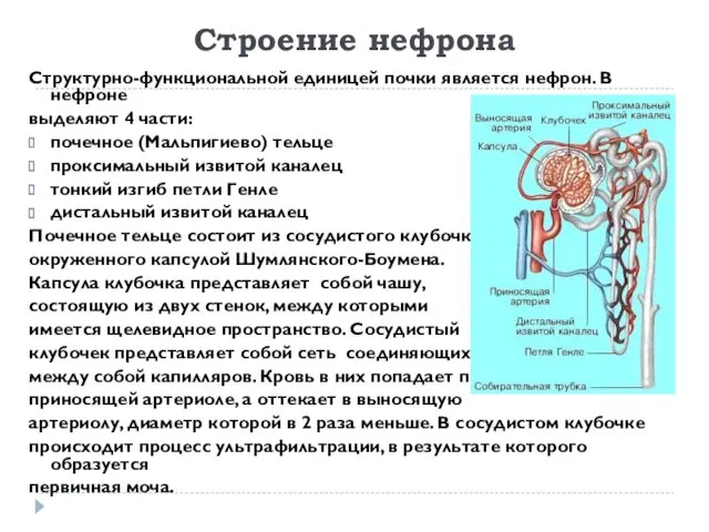 Строение нефрона Структурно-функциональной единицей почки является нефрон. В нефроне выделяют