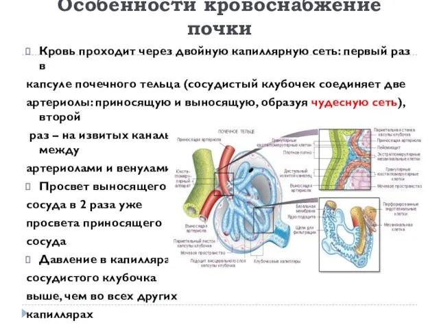 Особенности кровоснабжение почки Кровь проходит через двойную капиллярную сеть: первый