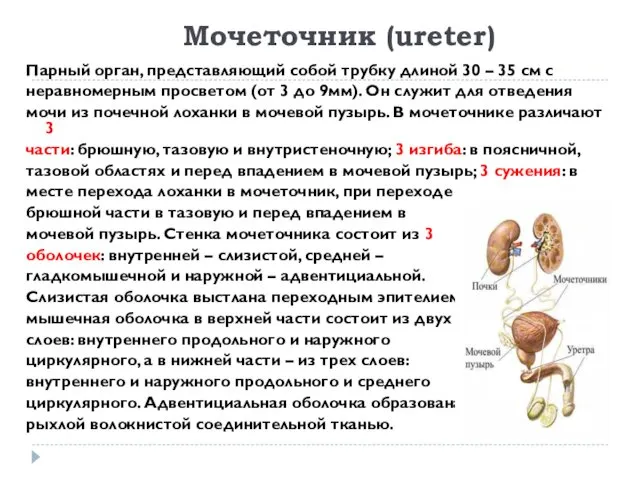 Мочеточник (ureter) Парный орган, представляющий собой трубку длиной 30 –