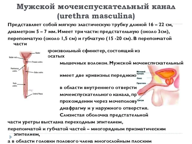 Мужской мочеиспускательный канал (urethra masculina) Представляет собой мягкую эластическую трубку