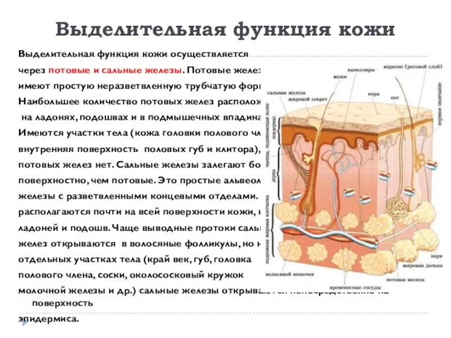 Выделительная функция кожи Выделительная функция кожи осуществляется через потовые и