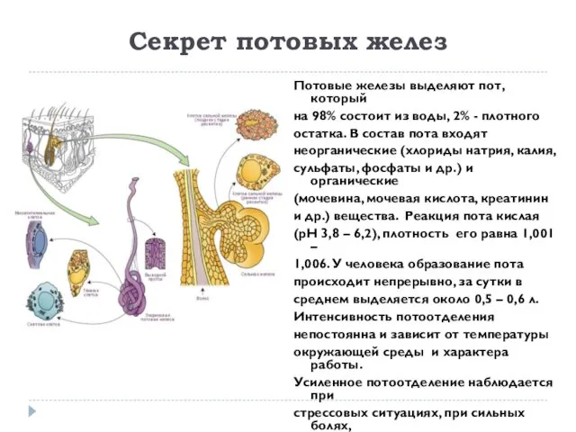 Секрет потовых желез Потовые железы выделяют пот, который на 98%