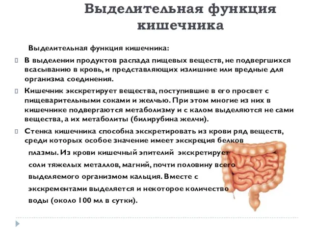 Выделительная функция кишечника: В выделении продуктов распада пищевых веществ, не