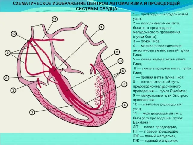 1 — предсердно-желудочковый узел; 2 — дополнительные пути быстрого предсердно-желудочкового проведения (пучки Кента);