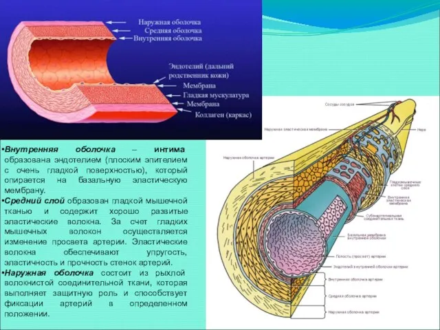 Внутренняя оболочка – интима образована эндотелием (плоским эпителием с очень гладкой поверхностью), который