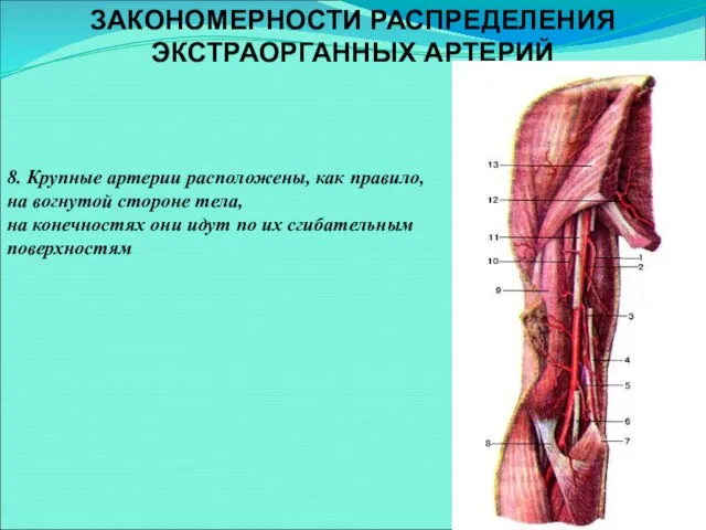 8. Крупные артерии расположены, как правило, на вогнутой стороне тела, на конечностях они