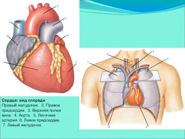 Сердце: вид спереди Правый желудочек. 2. Правое предсердие. 3. Верхняя полая вена. 4.