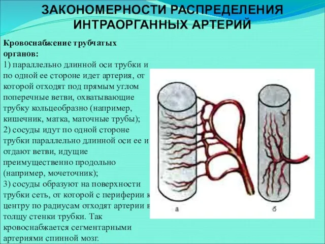 ЗАКОНОМЕРНОСТИ РАСПРЕДЕЛЕНИЯ ИНТРАОРГАННЫХ АРТЕРИЙ Кровоснабжение трубчатых органов: 1) параллельно длинной оси трубки и