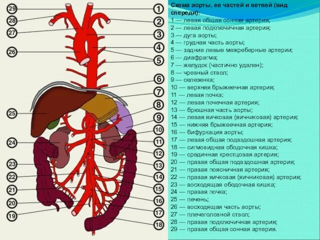 Схема аорты, ее частей и ветвей (вид спереди): 1 — левая общая сонная