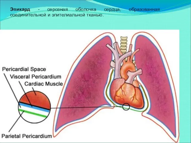 Эпикард - серозная оболочка сердца, образованная соединительной и эпителиальной тканью.