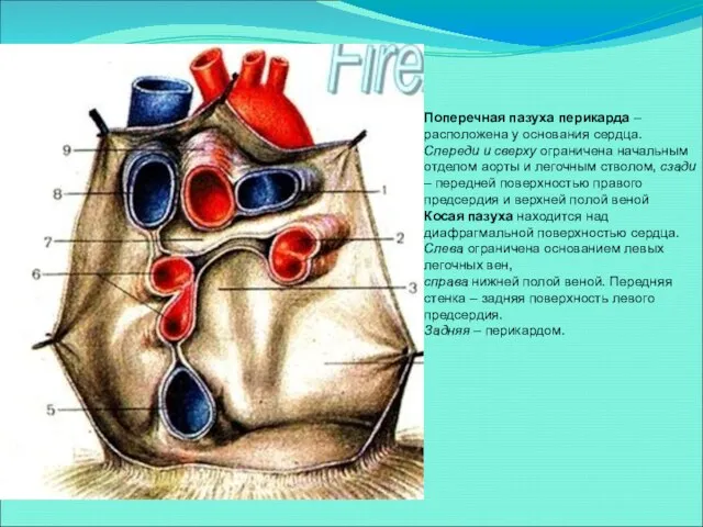 Поперечная пазуха перикарда – расположена у основания сердца. Спереди и сверху ограничена начальным