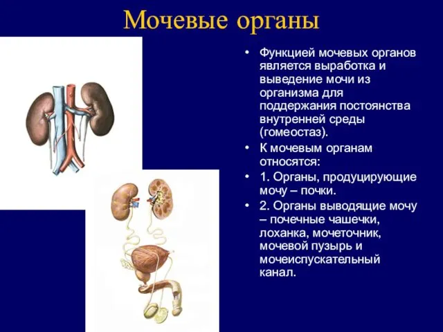 Мочевые органы Функцией мочевых органов является выработка и выведение мочи