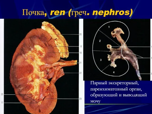 Почка, ren (греч. nephros) Парный экскреторный, паренхиматозный орган, образующий и выводящий мочу