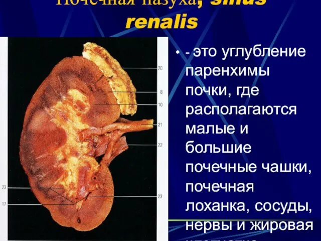 Почечная пазуха, sinus renalis - это углубление паренхимы почки, где