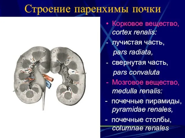 Строение паренхимы почки Корковое вещество, cortex renalis: лучистая часть, pars