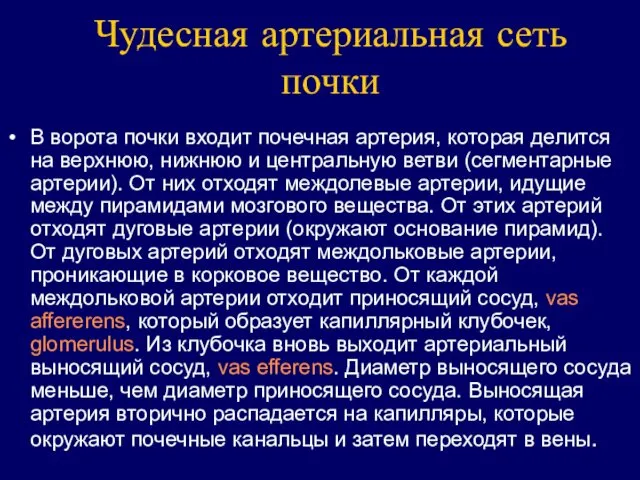 Чудесная артериальная сеть почки В ворота почки входит почечная артерия,