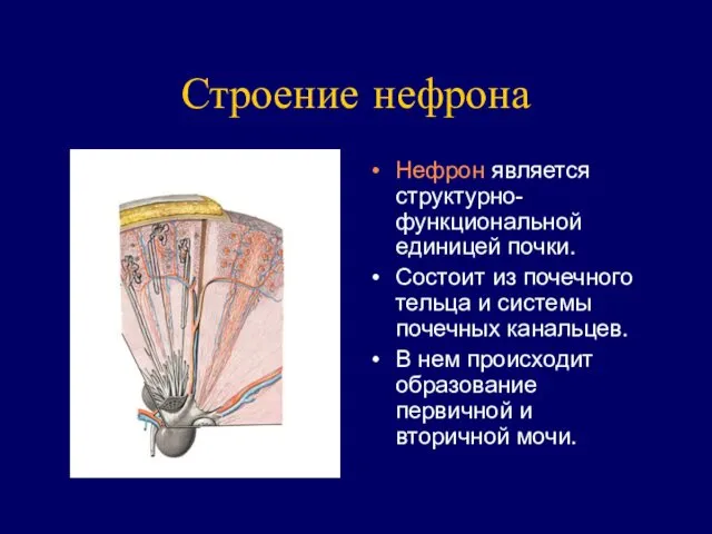 Строение нефрона Нефрон является структурно-функциональной единицей почки. Состоит из почечного