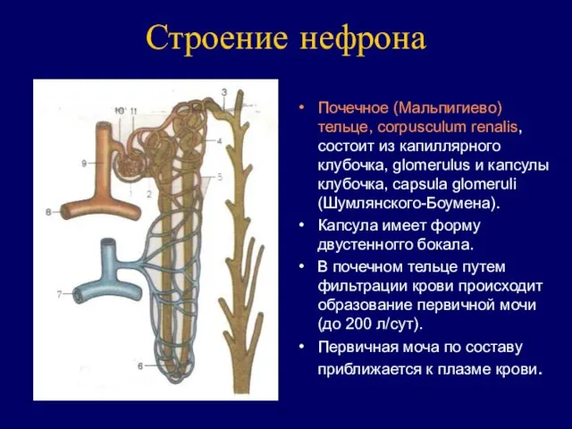 Строение нефрона Почечное (Мальпигиево) тельце, corpusculum renalis, состоит из капиллярного