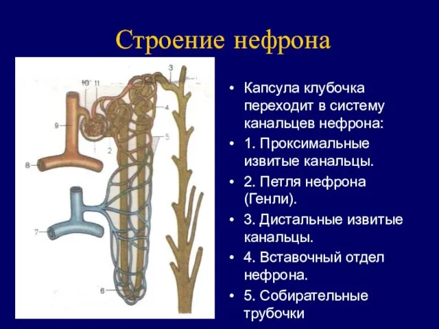 Строение нефрона Капсула клубочка переходит в систему канальцев нефрона: 1.