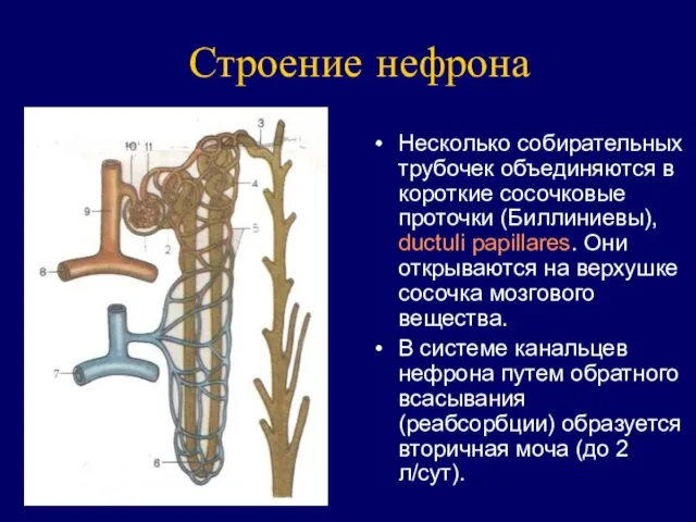 Строение нефрона Несколько собирательных трубочек объединяются в короткие сосочковые проточки