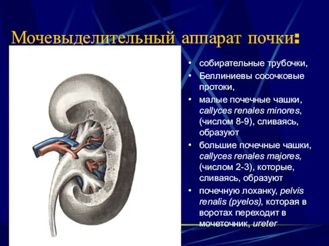 Мочевыделительный аппарат почки: собирательные трубочки, Беллиниевы сосочковые протоки, малые почечные