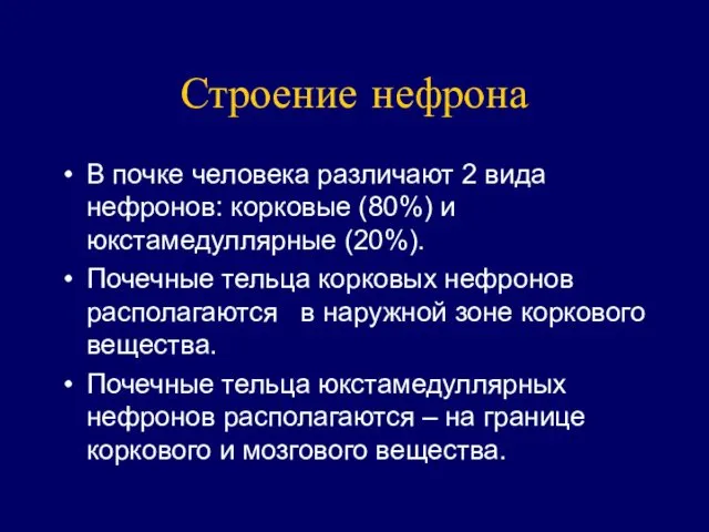 Строение нефрона В почке человека различают 2 вида нефронов: корковые