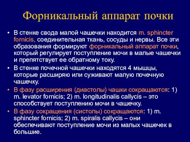 Форникальный аппарат почки В стенке свода малой чашечки находится m.