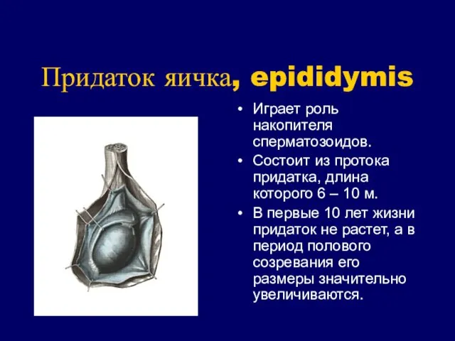 Придаток яичка, epididymis Играет роль накопителя сперматозоидов. Состоит из протока