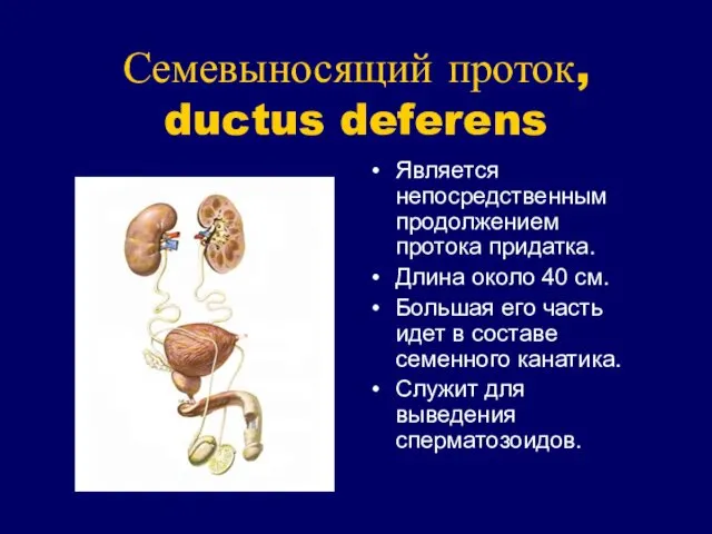 Семевыносящий проток, ductus deferens Является непосредственным продолжением протока придатка. Длина