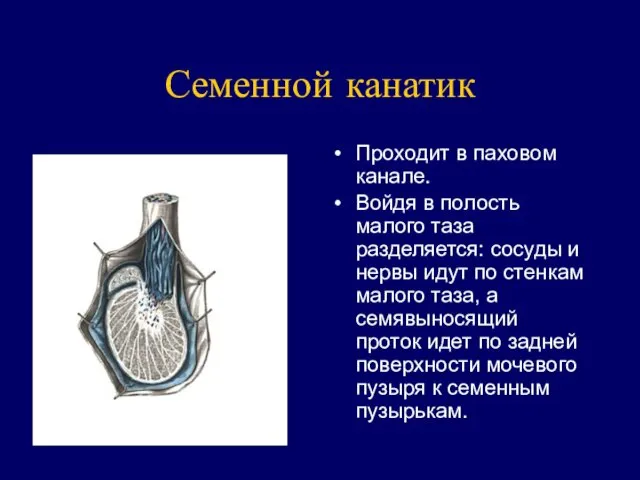 Семенной канатик Проходит в паховом канале. Войдя в полость малого