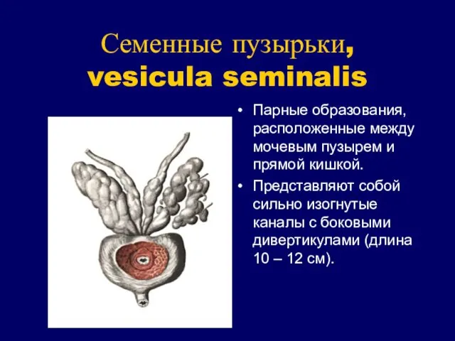 Семенные пузырьки, vesicula seminalis Парные образования, расположенные между мочевым пузырем