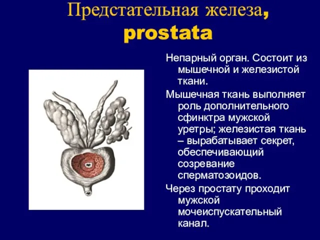 Предстательная железа, prostata Непарный орган. Состоит из мышечной и железистой