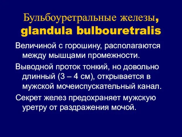 Бульбоуретральные железы, glandula bulbouretralis Величиной с горошину, располагаются между мышцами