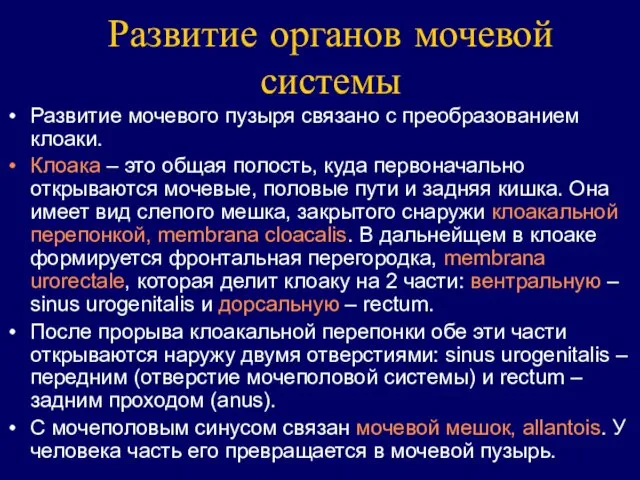 Развитие органов мочевой системы Развитие мочевого пузыря связано с преобразованием