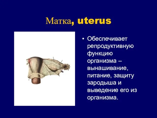 Матка, uterus Обеспечивает репродуктивную функцию организма – вынашивание, питание, защиту зародыша и выведение его из организма.