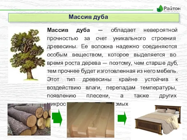 Массив дуба Массив дуба — обладает невероятной прочностью за счет