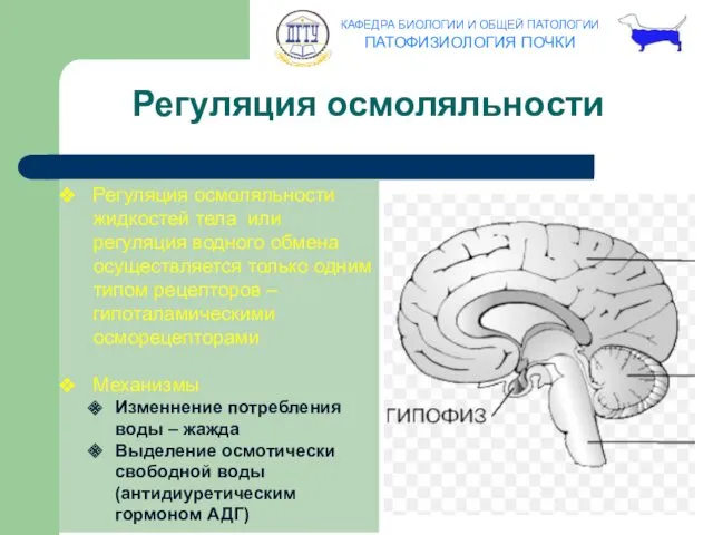 Регуляция осмоляльности Регуляция осмоляльности жидкостей тела или регуляция водного обмена