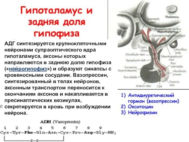 АДГ синтезируется крупноклеточными нейронами супраоптического ядра гипоталамуса, аксоны которых направляются